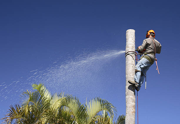 Best Leaf Removal  in Sans Souci, SC